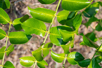 Fresh green leaves with the sharp thorns on the branch of Azima Sarmentosa Benth growing in the tropical meadow of Thailand