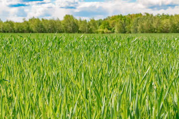 Focussed view into a field with young crop plants at the city boundary between Berlin and Brandenburg, Germany. The horizon is bordered by trees, above them you can see white clouds in the blue sky.