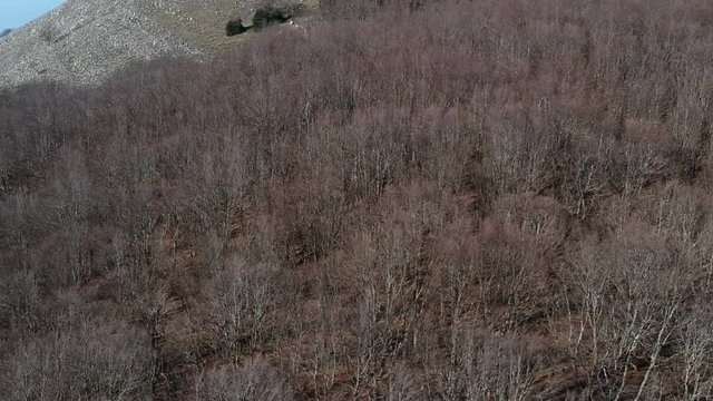 Veduta aerea di un bosco di castagni in inverno