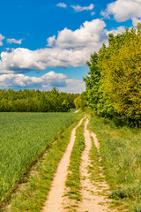 Obraz premium Fields at the city boundary between Berlin and Brandenburg, Germany. Over the landscape, white clouds can be seen in a bright blue sky. Between fields and bushes leads a sandy dirt road along.