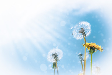 Summer background of dandelions against the sky on a bright sunny day with copy space