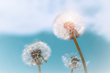Beautiful summer background of dandelions against the sky on a bright sunny day