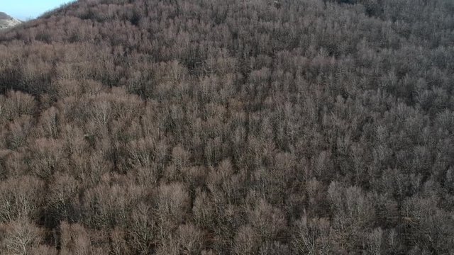 Veduta aerea di un bosco di castagni in inverno