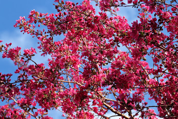 Closed up of cherry blossom sakura on blue sky background. Denver, Colorado.