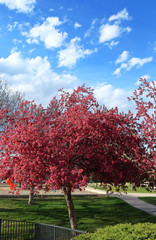 Cherry blossom trees in the small neighborhood park and playground, Aurora, Colorado, afternoon, springtime