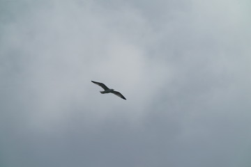 Möve im vorbeiflug Natur wurde mit Neuschnee am Morgen geweckt. 05.05.2019