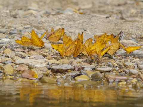 a group of Common Cruiser Butterfly feeding on the rock near by water with nature blurred background, other name  Vindula erota erota (Fabricius, 1793).