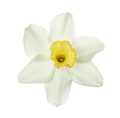 Fototapeta na wymiar Beautiful daffodil on white background. Fresh spring flower