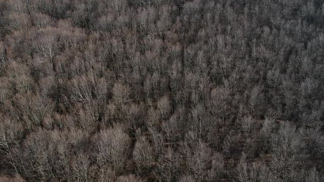 Veduta aerea di un bosco di castagni in inverno