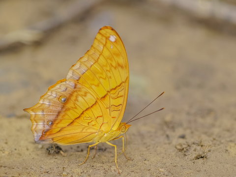 Portrait a Common Cruiser Butterfly with nature blurred background, other name  Vindula erota erota (Fabricius, 1793).