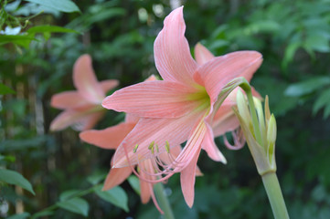 Pink Hippeastrum flower, Hippeastrum sp., Central of Thailand