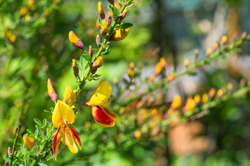 Yellow and red flowers on a Cytisus Scoparius, a perennial leguminous shrub also known as Common Broom, Scotch Broom and English Broom