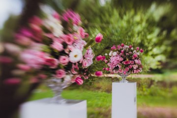 white flowers in a garden