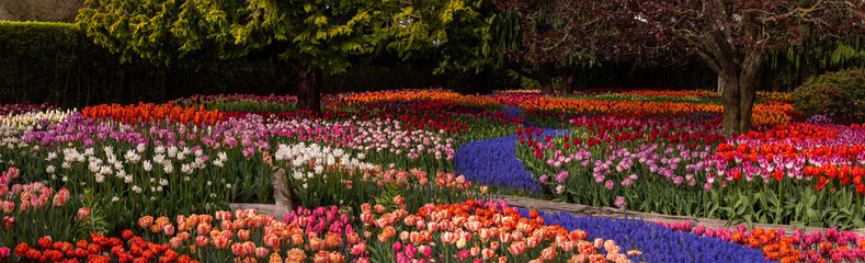  Skagit Valley Tulip Gardens