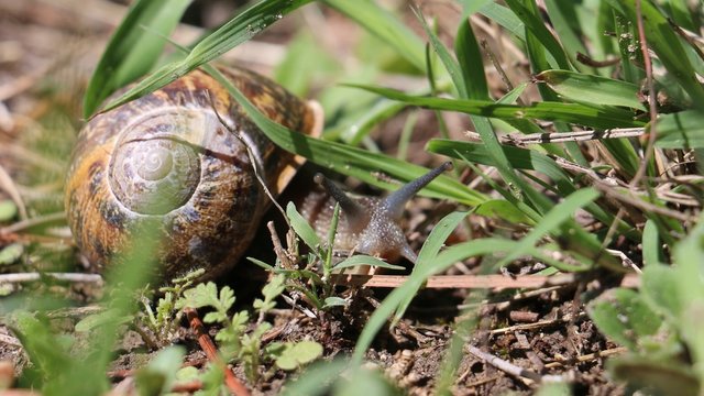 South of France - Close up of a snail in the sun