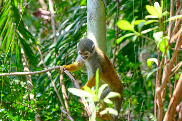 Scenic view of cute monkey sitting on branch in jungle in cruise port of Cartagena - old historical touristic town in Colombia. Beautiful summer sunny look of  exotic animal in South America