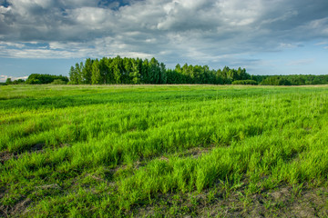 Fototapeta na wymiar Spring green field, forest on the horizon and dark clouds on the sky