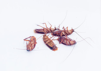 cockroach isolated on white background