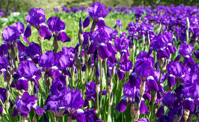 Obraz premium purple background of blooming irises in a park
