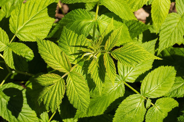 New spring growth on a raspberry plant growing in a vegetable garden in north east Italy