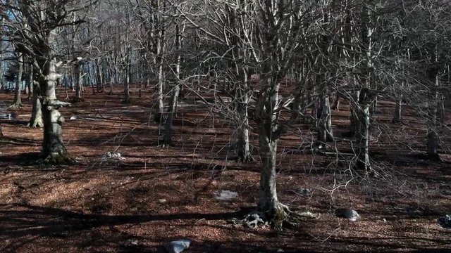 Veduta aerea di un bosco di castagni in inverno