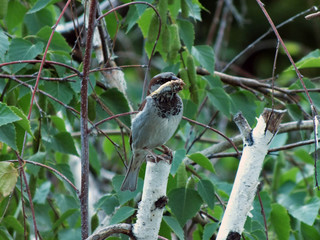 sparrow on a branch