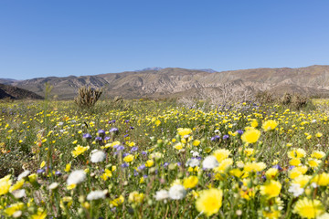 Fototapeta premium Anza Borrego superbloom field of flowers