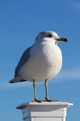 Seagull