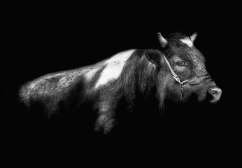 bull on a black background - obrazy, fototapety, plakaty