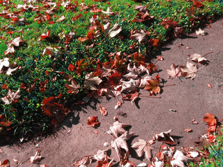 Obraz premium Hojas rojas en veredas de otoño