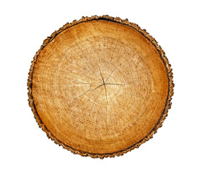 Smooth wood slice cut from the woods. Neutral brown sustainable tree rings made of hardwood.