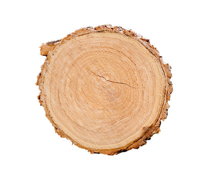 Smooth wood slice cut from the woods. Neutral brown sustainable tree rings made of hardwood.