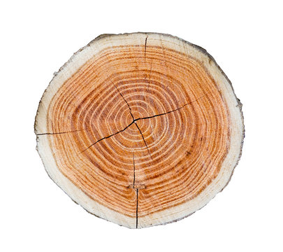 Smooth wood slice cut from the woods. Neutral brown sustainable tree rings made of hardwood.