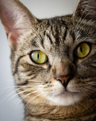 Naklejka premium Beautiful feline cat at home close-up
