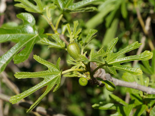 Ficus carica - Figuier comestible ou figuier commun aux grandes feuilles palmées et velues, au petites figues non matures, aux branches ou rameaux tortueux