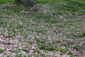 blüten pink