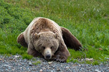 Male Grizzly Plots His Next Move
