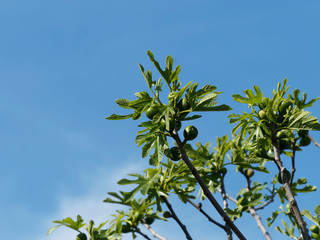 Obraz premium Ficus carica - Figuier comestible ou figuier commun aux grandes feuilles palmées et velues, au petites figues non matures, aux branches ou rameaux tortueux