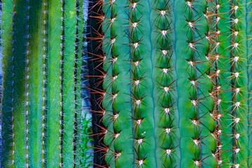 Keuken foto achterwand Cactus germany,hambourg: cactus