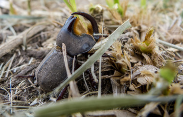 Beetle walking over the grass and soil