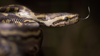 Python Snake