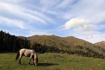 Horse grazes in the autumn Caucasus mountains.