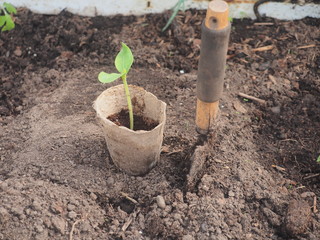 Seedlings of courgettes in a peat Cup. Next to the Cup, stuck the scoop.