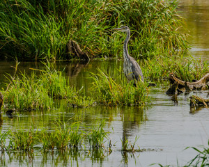 40. Ð¡ÐµÑ€Ð°Ñ Ñ†Ð°Ð¿Ð»Ñ.ÐÐµÐ¼Ð½Ð¾Ð³Ð¾ ÐºÑ€ÑƒÐ¿Ð½ÐµÐµ Ð³ÑƒÑÑ 90-98 ÑÐ¼. ÐŸÐµÑ€ÐµÐ»Ñ‘Ñ‚Ð½Ñ‹Ð¹ Ð²Ð¸Ð´..Ardea cineria (Heron, Grey Heron).25.08.18. Ð˜Ð¶Ð¾Ñ€Ð°