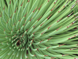 Cactus in a Garden