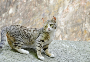 Obraz premium cat in the garden