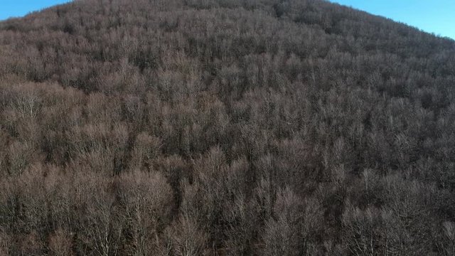 Veduta aerea di un bosco di castagni in inverno