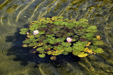 Blooming water lily in the pond.
