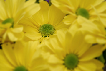 Amarillo como el sol