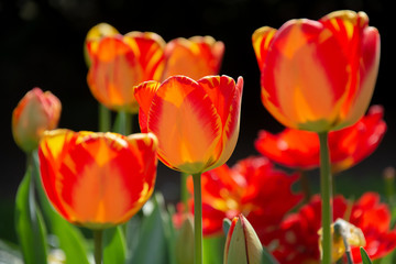 Fototapeta premium Tulpe